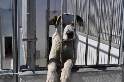 URGENTES SACRIFICAN MAÑANA!!! ESTE MIERCOLES 27 DE MARZO EN LA PERRERA DE BADAJOZ 7 PERROS BUENOS E INOCENTES.