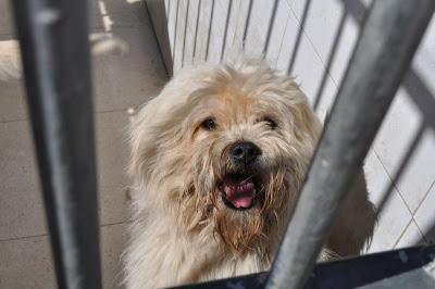 URGENTES SACRIFICAN MAÑANA!!! ESTE MIERCOLES 27 DE MARZO EN LA PERRERA DE BADAJOZ 7 PERROS BUENOS E INOCENTES.