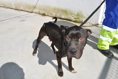 URGENTES SACRIFICAN MAÑANA!!! ESTE MIERCOLES 27 DE MARZO EN LA PERRERA DE BADAJOZ 7 PERROS BUENOS E INOCENTES.