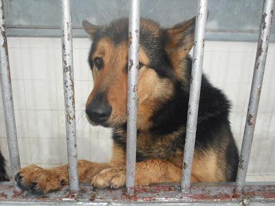 URGENTES SACRIFICAN MAÑANA!!! ESTE MIERCOLES 27 DE MARZO EN LA PERRERA DE BADAJOZ 7 PERROS BUENOS E INOCENTES.