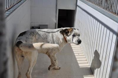 URGENTES SACRIFICAN MAÑANA!!! ESTE MIERCOLES 27 DE MARZO EN LA PERRERA DE BADAJOZ 7 PERROS BUENOS E INOCENTES.