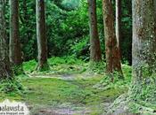 Inquietante pasillo arbóreo