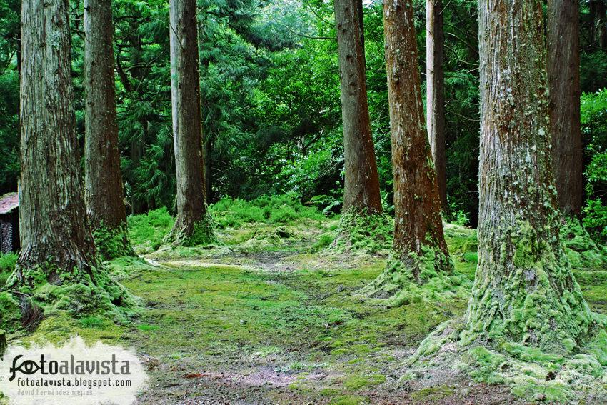 Inquietante pasillo arbóreo