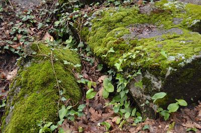 Fin de semana con mucho encanto en el Jerte