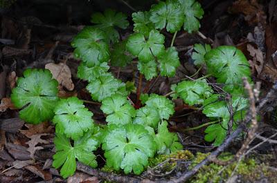 Fin de semana con mucho encanto en el Jerte