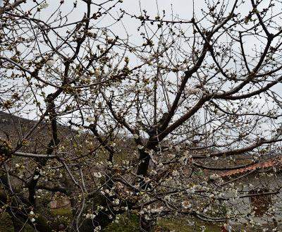 Fin de semana con mucho encanto en el Jerte