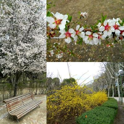 Popurrí primaveral: Coches, flores, radares... y lo que caiga.