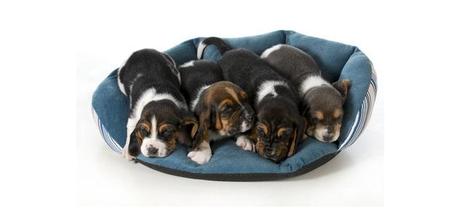 Cuando retirar el cachorro de la camada?