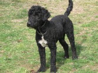 JERRY precioso Perro de Aguas, acogido en Zaragoza, necesita de nuevo adopción. AYUDA POR FAVOR!