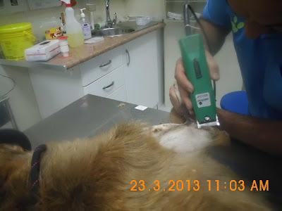 Podenco Sam, se ha escapado recién operado. MUY URGENTE!! (Jaen)