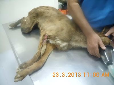Podenco Sam, se ha escapado recién operado. MUY URGENTE!! (Jaen)