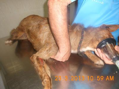 Podenco Sam, se ha escapado recién operado. MUY URGENTE!! (Jaen)
