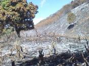 Queman decenas árboles cabezas ríos Barahona.