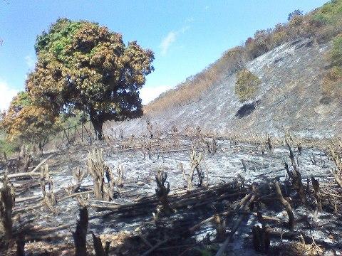 Por Carlos Batista 

Como enemigos de La Guázara catalogaron los agricultores de la asociación de Agricultores en Progreso al Ministerio de Medio Ambiente por un permiso otorgado para el desmonte de uno terrenos en las cabezas de los ríos arrollo grande y la Yayita.

El permiso fue otorgado a la familia montero la cual contratado a nacionales haitianos para que realicen el trabajo en el lugar donde nacen dos de los ríos de donde sale los acueductos que abastecen de agua a La Guázara y a gran parte de Barahona.

Los agricultores pidieron a César Ferreras director regional de Medio Ambiente a que suspenda este permiso porque están acabando con los ríos y en la actualidad han quemado desenas de mata de  naranja  de mangos y centenares de matas de limón y naranjas