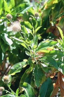 Flora: El Cabezón de Taganana