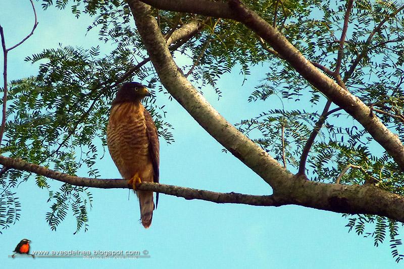 Taguató común (Roadside Hawk)