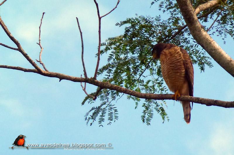 Taguató común (Roadside Hawk)