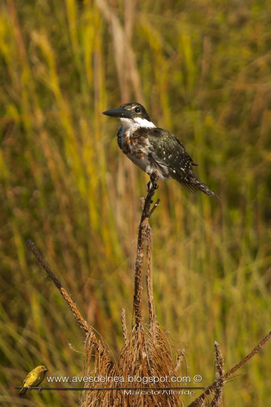 Martín pescador mediano ( Amazon kingfisher )