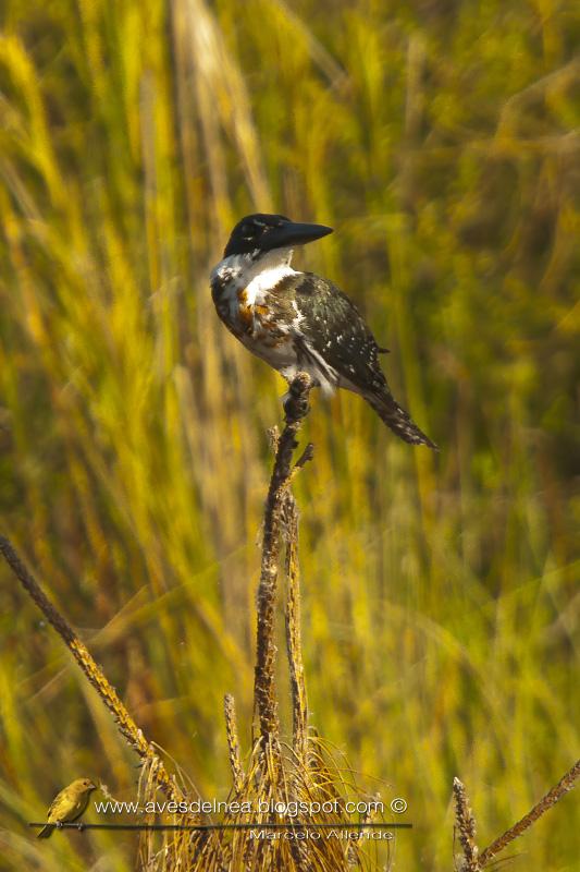 Martín pescador mediano ( Amazon kingfisher )