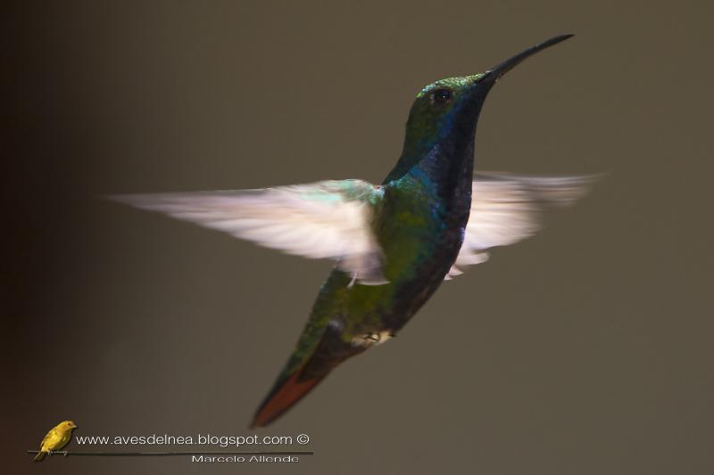 Picaflor vientre negro (Black-throated mango)