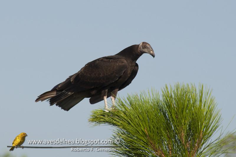 Jote cabeza colorada (Turkey Vulture)