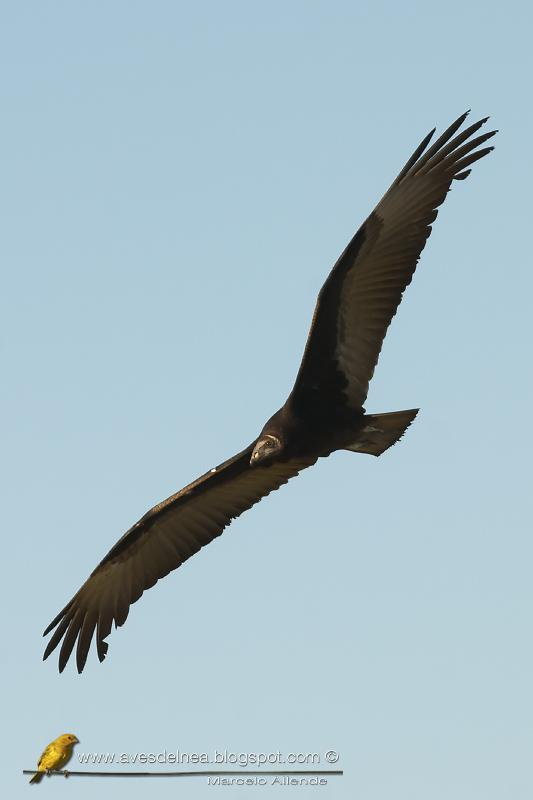 Jote cabeza colorada (Turkey Vulture)