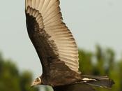 Jote cabeza colorada (Turkey Vulture)