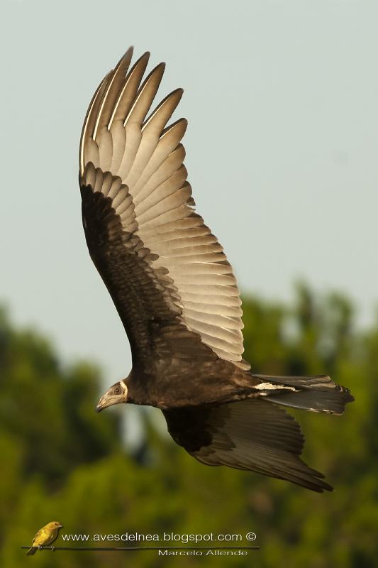 Jote cabeza colorada (Turkey Vulture)