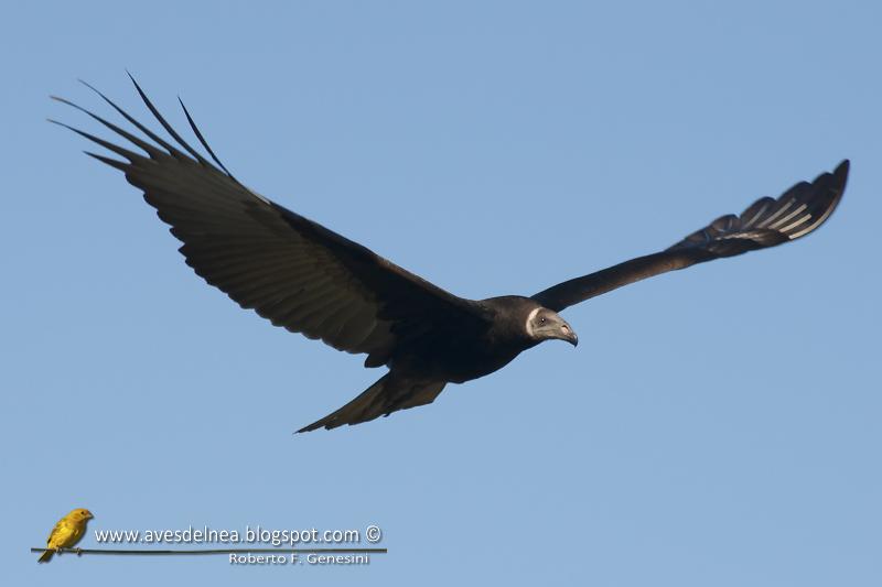 Jote cabeza colorada (Turkey Vulture)