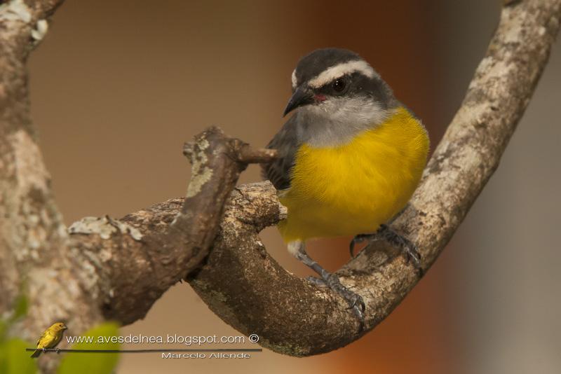 Mielero (Bananaquit)