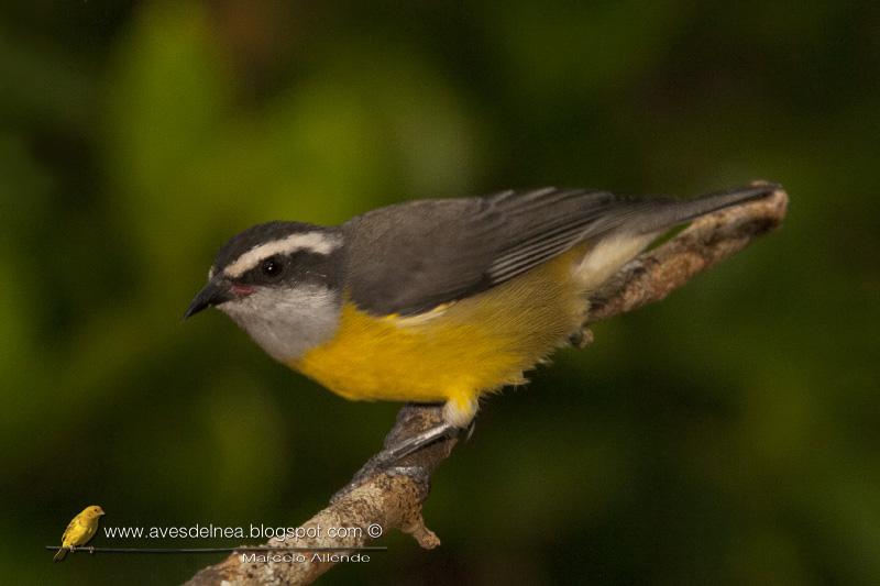 Mielero (Bananaquit)