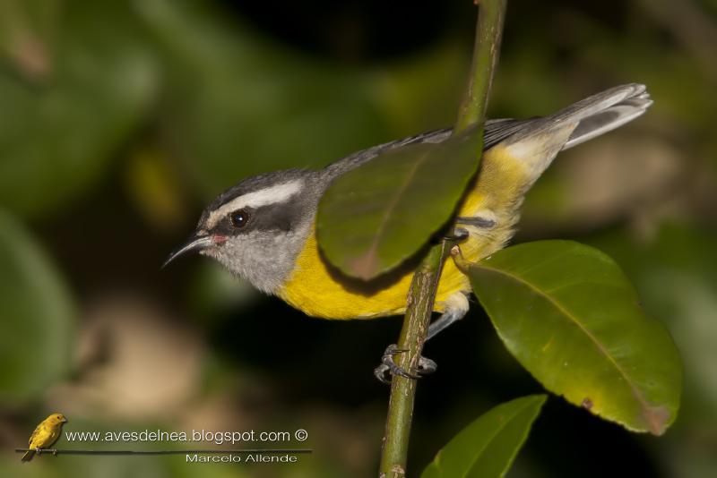 Mielero (Bananaquit)