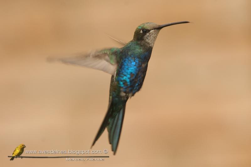 Picaflor de barbijo (Blue-tufted Starthroat)