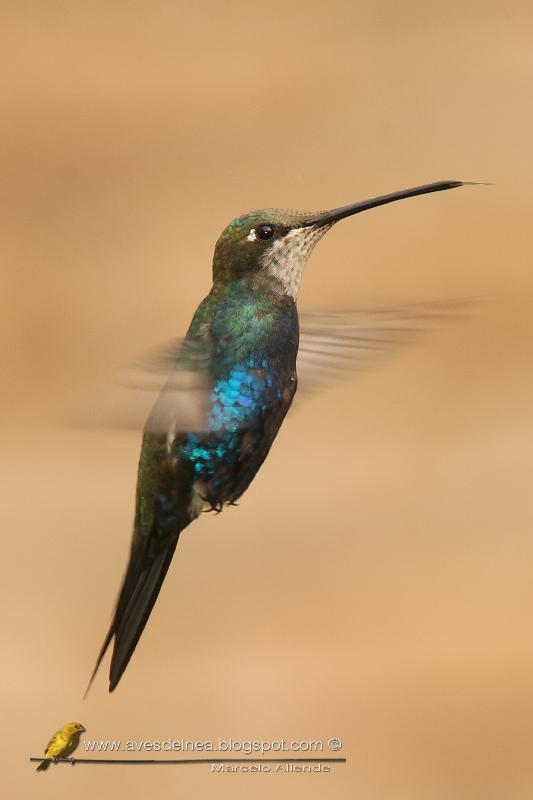Picaflor de barbijo (Blue-tufted Starthroat)
