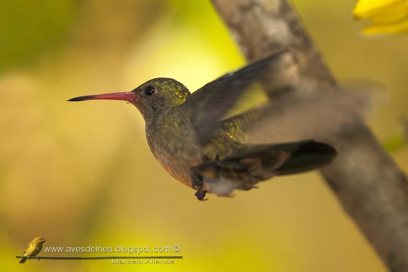 Picaflor bronceado (Gilded Sapphire)