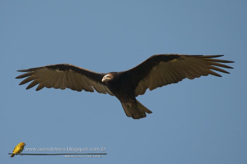 Jote cabeza amarilla (Lesser yellow-headed Vulture)