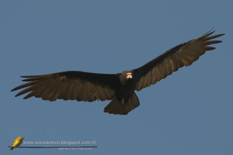 Jote cabeza amarilla (Lesser yellow-headed Vulture)