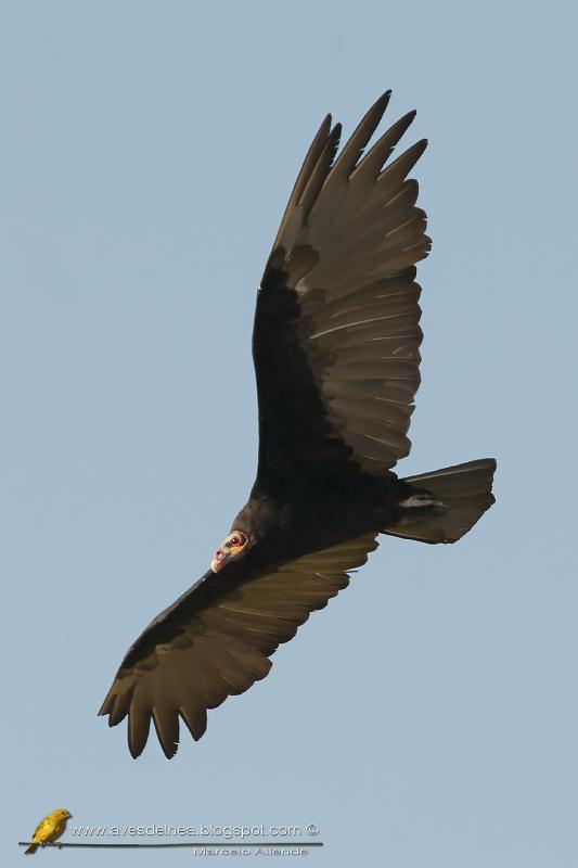 Jote cabeza amarilla (Lesser yellow-headed Vulture)