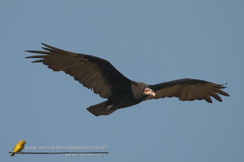 Jote cabeza amarilla (Lesser yellow-headed Vulture)