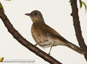 Zorzal sabiá (Pale-breasted Thrush)