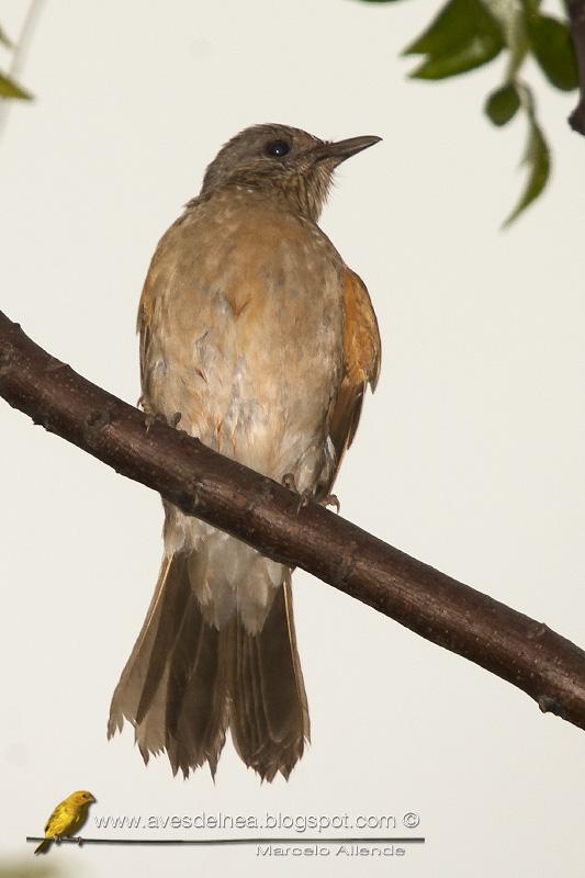 Zorzal sabiá (Pale-breasted Thrush)