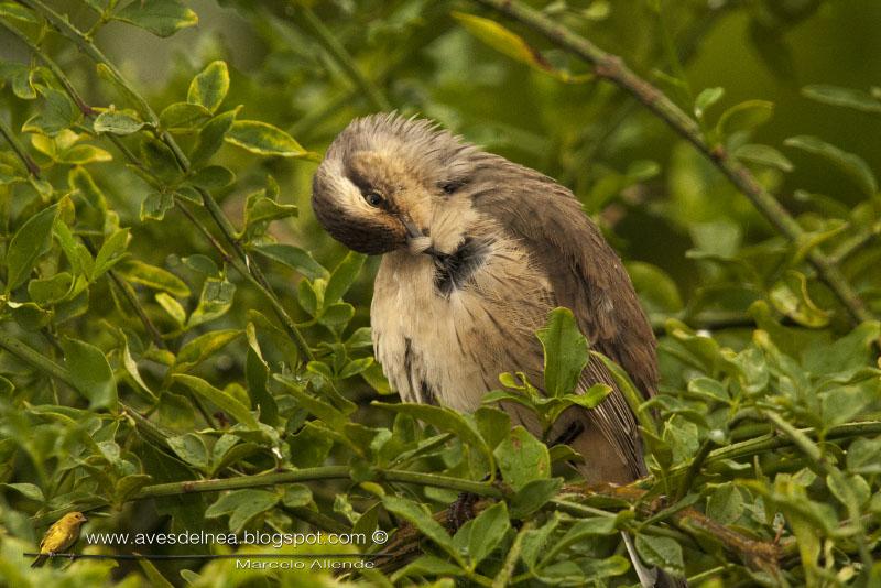Desayunando con las Calandrias