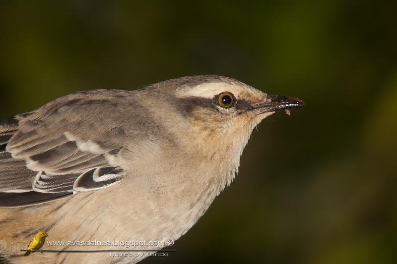 Desayunando con las Calandrias