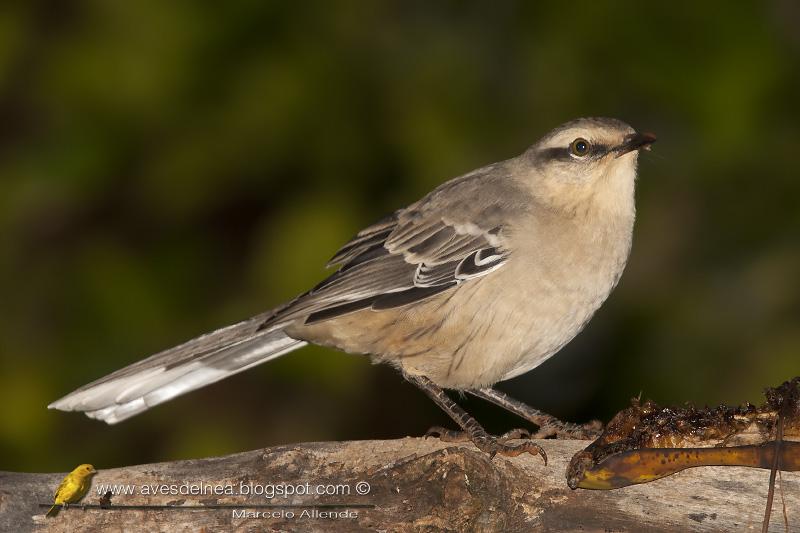 Desayunando con las Calandrias