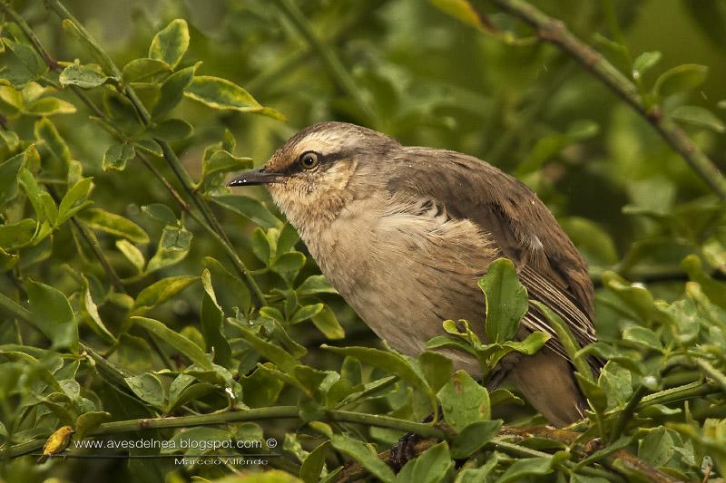 Desayunando con las Calandrias