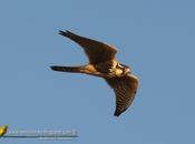 Halcón plomizo (Aplomado falcon) Falco femoralis