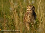 Lechucita vizcachera (Burrowing Owl)