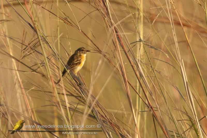 Tachurí canela (Bearded Tachuri)