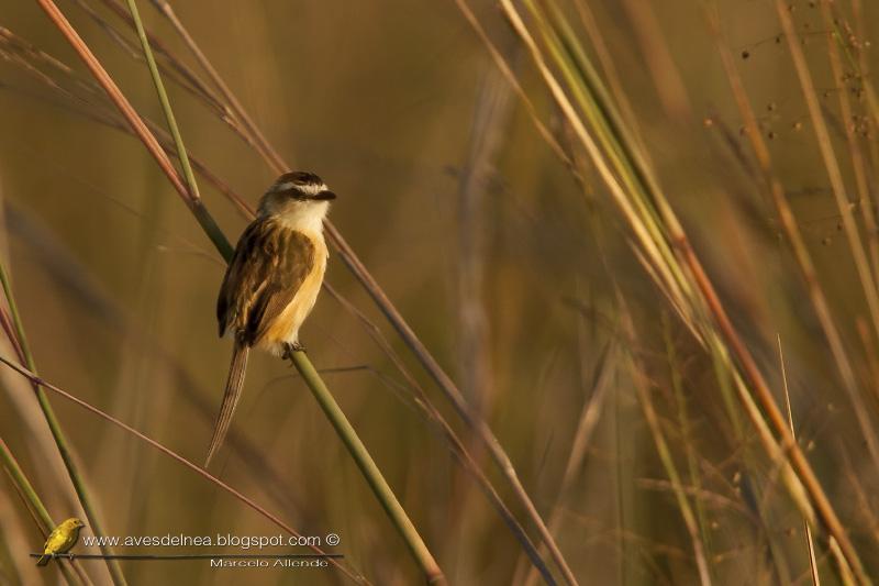 Tachurí coludo (Sharp-tailed Tyrant)