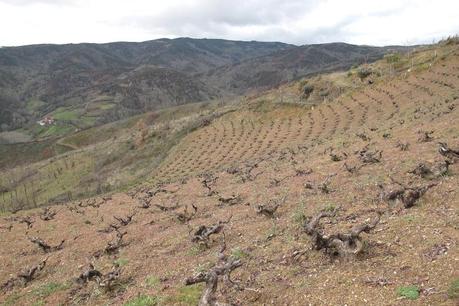 José Luis Mateo: Quinta da Muradella Viñedo en Castrillón 100 años, de Jose L. Mateo